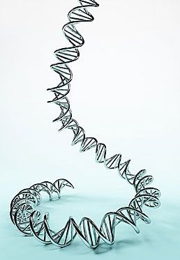 dna疫苗制備及臨床前研究