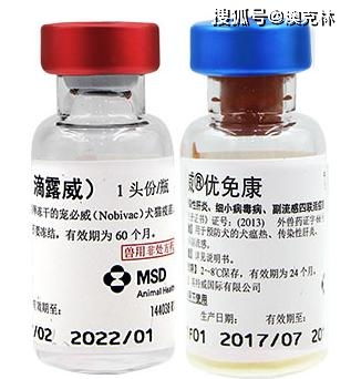 犬患細小病毒預防到確診及環境清潔全解析