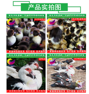 番鴨苗價格多少錢一只?西洋鴨苗活體 青腳麻雞苗養(yǎng)殖技術 獅頭鵝苗養(yǎng)殖方式