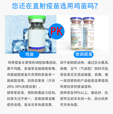 新城疫基因工程滅活水劑信鴿疫苗產品展示 - 中信網鴿業大全