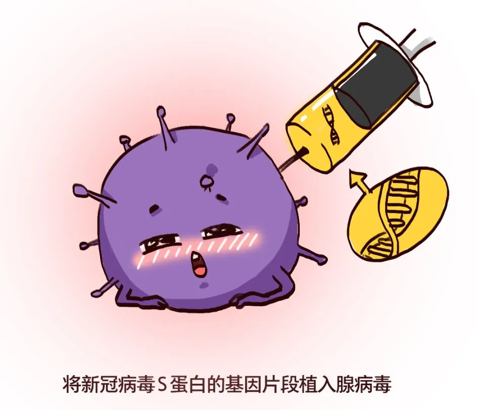 重組后的腺病毒,就是疫苗的核心成分.