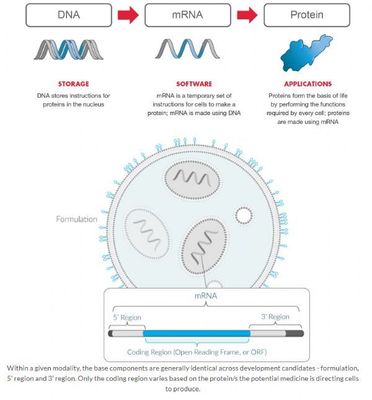 新冠疫情:434萬!美國FDA授予Moderna公司疫苗產品mRNA-1273快速通道資格,初夏進入III期臨床!